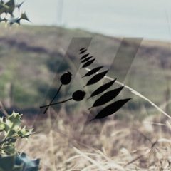 دانلود وی اس تی ویبرافون Waverunner Audio Rosehip Vibes KONTAKT