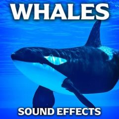 دانلود بانک صدای افکت صوتی نهنگ Sound Ideas Whales Sound Effects FLAC